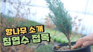 색감이 좋은 향나무 블루헤븐 블루엔젤 소개_침엽수 접목 주의할 점