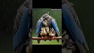 "Mother Bird’s Unconditional Love: Protecting Her Chicks in Heavy Rain ️ | #Wildlife #Nature