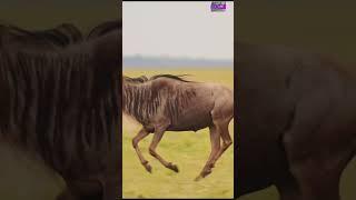 Fastest Land Animals on The Planet #nature #animalshorts #fastanimals #fastestanimals