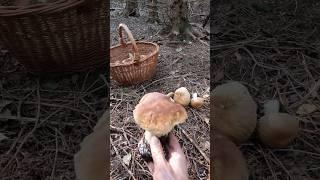 Boletus edulis, Porcino, Steinpilze #shorts #new #trending #foryou #nature #wood #forest #mushroom