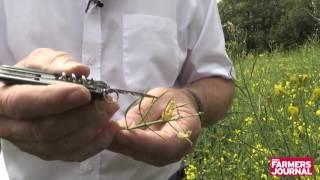 Andy in the fields: pollen beetle in rape