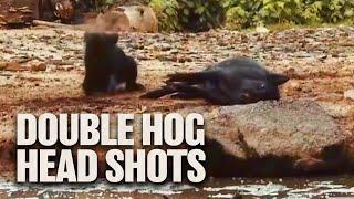 TWO Headshots on Hogs with GAMO Air Rifle