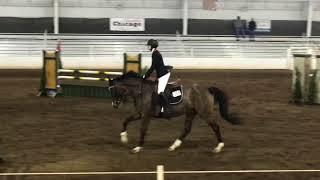 Shea Taylor – NCAA Equestrian Recruitment