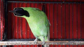 MASTERAN BOSSQU sedang live sekarang! | Suara Pancingan Burung Cucak Ijo Gacor !!!