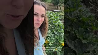 #garden #жизньзагородом #рецепты #огород #shorts
