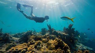 Florida's Coral Reef - Ours to Protect Together