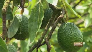 Veracruz Agropecuario - Manejo de Huerto de Aguacate Hass en Xico, Veracruz