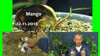 Die Mango Anzucht Herzlich willkommen im Reich der Pflanzen und wie sich alles entwickelt