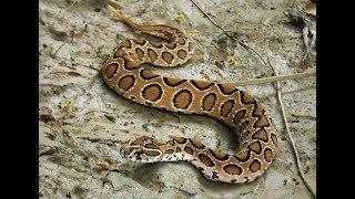 Russell's Viper - One Of The  Most Venomous  Snakes Of The World