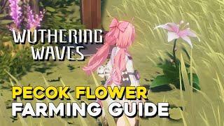 Wuthering Waves Pecok Flower Farming Guide (5 Star Ascension Material)