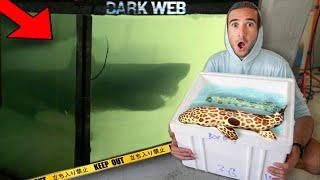 DON'T BUY SHARKS OFF THE DARK WEB...