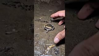 Big and small frog #frog #funny #funnyanimal #fun #animals #funnyfrog #wildlife #funnyvideo #shorts