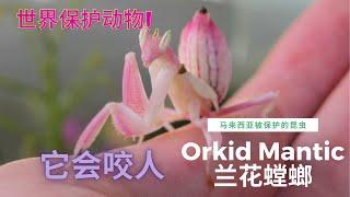 兰花螳螂Orchid Mantis 世界上最美的螳螂Hymenopus coronatus