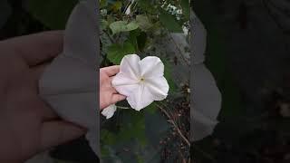 The beautiful flower of Ipomoea alba / mansourigol garden