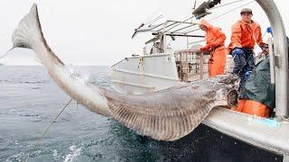 Amazing Fastest Giant Halibut Fishing longline on the sea   Halibut Fillet Processing Skills #02