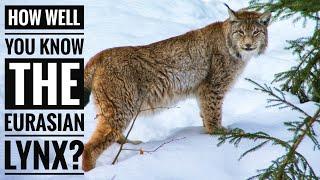 Eurasian Lynx || Description, Characteristics and Facts!