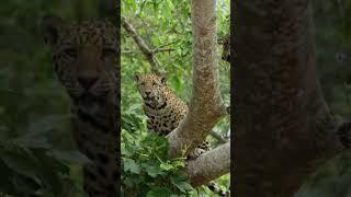 BEAUTIFUL Jaguar Mom and Cub