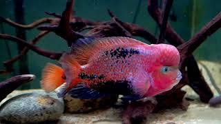 Male Vieja Melanura aka Synspilum aka Red Headed Cichlid Update