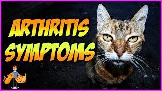 Top 10 Symptoms of Arthritis in Cats + Signs of Pain