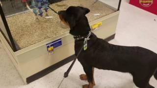 The birds at Petsmart were teasing Zekey!