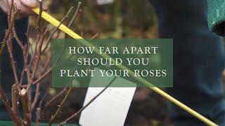 How far apart should you plant your roses by David Austin Roses