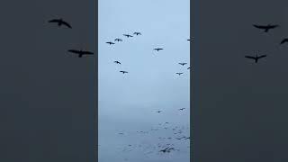 Snow Geese - How many honkers? Spring Hunting