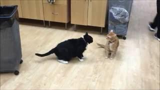 An example of normal feline play behavior
