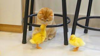 Daily life of kittens and ducklings, Ducklings run following kittens all times and places