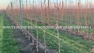 Notching for Branches PART 1