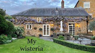 ABOUT MY WISTERIA - IN AN ENGLISH GARDEN | Katy at the manor