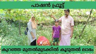 Passion Fruit Farming Tips in Malayalam | പാഷൻ ഫ്രൂട്ട് കൃഷി | Passion Fruit Straight from Garden