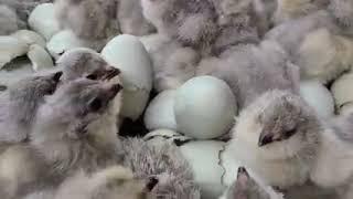 Lavender Ameraucana Baby Chicks Hatching at Cackle Hatchery