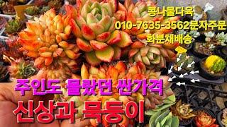 착한가격,착한미모,완벽한 포장,화분채배송 010-7635-3562택배문자주문 콩나물다육 010-7635-3562문자주문