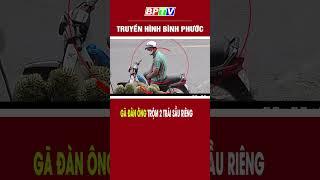 Gã đàn ông trộm 2 trái sầu riêng #shorts  | BPTV