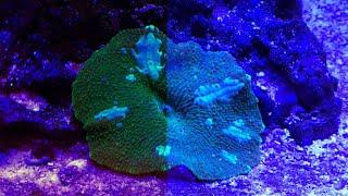 Remove the Blue in your Reef Aquarium Photos Using free APP Snapseed the picture edit aplication