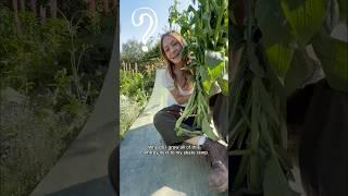 What do you use comfrey for?  #permaculture #plantmedicine #permaculturedesign #foraging