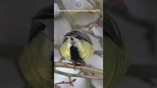 Seeds for tit #shorts #titmouse #nature