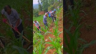 Modren Farming #shorts #agriculture #farming2024 #youngfarmers #EliteShortsUnleashed #2518