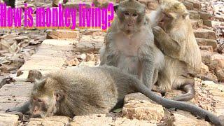 HOW IS MONKEY LIVING IN FOREST?