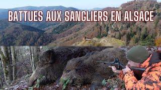 Chasse aux sangliers en Alsace:Le poste en OR! Tirs de 3 sangliers//Druckjagt//Boar Hunting