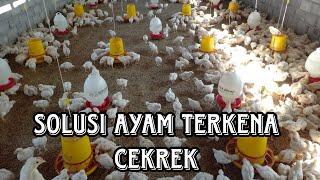 GIMANA SOLUSINYA AYAM TERKENA CEKREK/NGOROK/CRD ⁉️