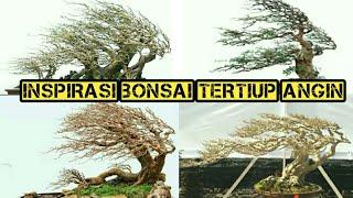 Inspirasi Bonsai Tertiup Angin,bonsai bonsai berkarakter
