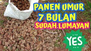 PANEN KAPULAGA UMUR 7 BULAN