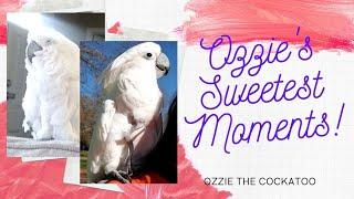 Ozzie the Cockatoo's Sweetest Moments