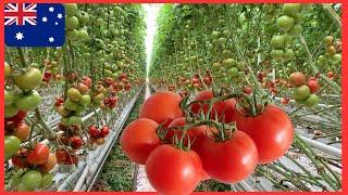 INTELLIGENT TOMATO FARM IN AUSTRALIA I Trang trại cà chua ở Úc I Úc Vlog