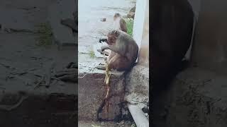 hungry monkey #shortsvideo #shorts #shortsfeed #funny