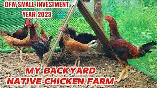 FIRST VLOG NATIVE CHICKEN BACKYARD FARMING 2023