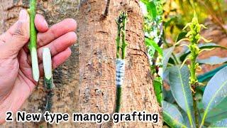 Mango grafting New techniques | how to graft mango tree | Big mango tree grafting