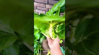 Organic Garden fresh vegetable #asmr #food #shortvideo