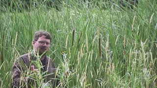 How to identify narrow-leaved cattails (Typha angustifolia)